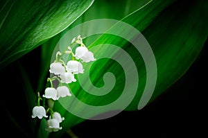 Snowdrop in the garden. Spring flower.