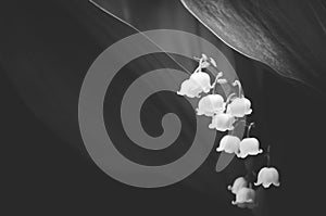 Snowdrop in the garden. Spring flower.