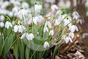 The snowdrop, the harbinger of spring.