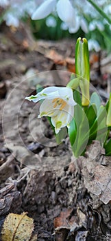 Snowdrop the harbinger of spring.