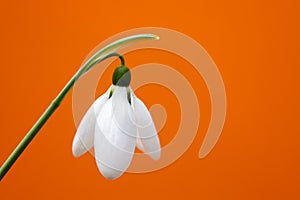 The snowdrop, the harbinger of spring.