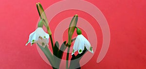 The snowdrop, the harbinger of spring.