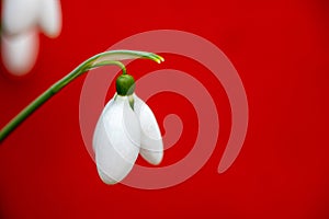 Snowdrop, the harbinger of spring.