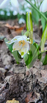 Snowdrop, the harbinger of spring.