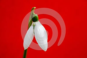 Snowdrop, the harbinger of spring.