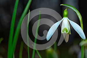 Snowdrop with a heart on a petal