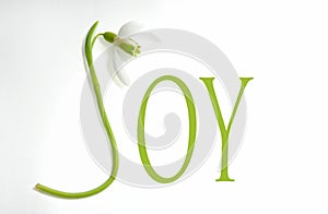 Snowdrop and letters - JOY
