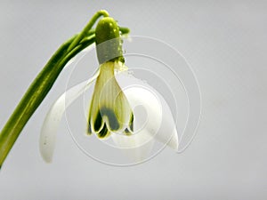 Snowdrop macro, white springflower isolated
