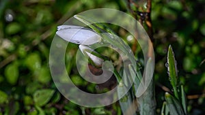 Snowdrop with morning dew