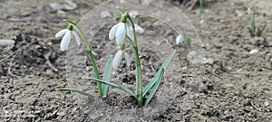 The snowdrop, the most beautiful meanings of spring photo