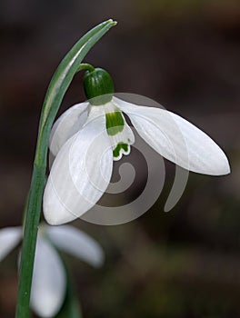 Snowdrop - plant flower