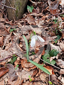 snowdrop plant at spring forest - Galanthus