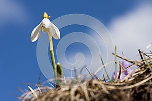 Snowdrop profiled on blue sky