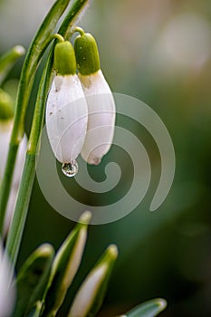 Snowdrop with raindrop