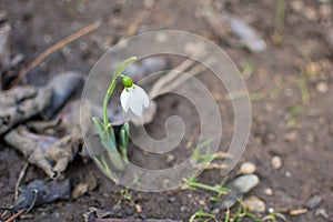 Snowdrop rise from the ground to announce spring