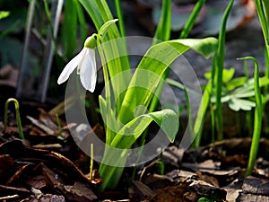 The snowdrop