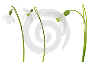 Snowdrop set.Three beautiful fresh spring snowdrop flower isolated on white background