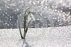 Snowdrop in snow