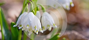 Snowdrop Snowdrop Galanthus nivalis L. 2