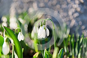 Snowdrop spring couple flowers