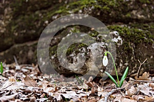 Snowdrop spring flower near moss stone