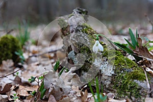 Snowdrop spring flower and tree trunk photo