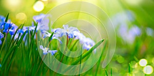 Snowdrop spring flowers. Beautiful blue spring background