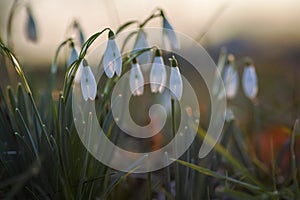 Snowdrop spring flowers photo