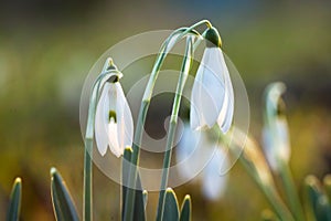 Snowdrop spring flowers photo