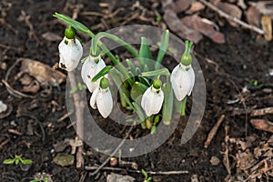 Snowdrop spring flowers. Snowdrop Snowdrop forest gardens