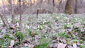 Snowdrop spring flowers in forest