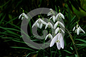 Snowdrop spring flowers. Galanthis in early spring gardens. Delicate Snowdrop flower is one of the spring symbols .The first early