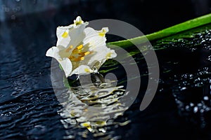 Snowdrop spring flowers. leaf, nature, plant, white, flowers, sun