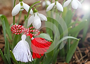 Snowdrop spring flowers with martenitsa. Baba Marta day