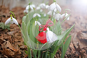 Snowdrop spring flowers with martenitsa. Baba Marta day