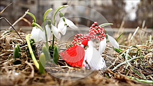 Snowdrop spring flowers with martenitsa with birds sounds