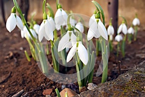 Snowdrop spring flowers. Snowdrop forest