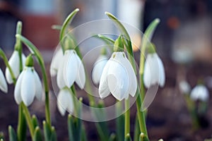 Snowdrop spring flowers. Snowdrop forest