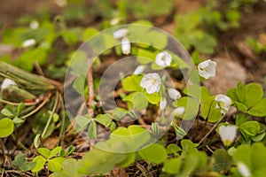 Snowdrop spring flowers. Snowdrop Snowdrop forest. First spring flowers. Nature background photo