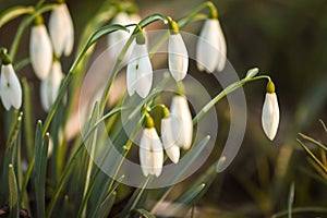 Snowdrop spring flowers photo