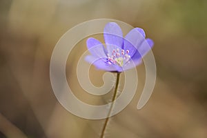 Snowdrop in the spring forest