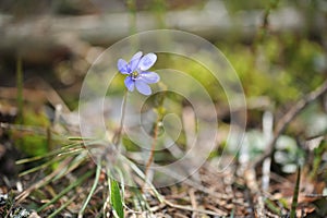 Snowdrop in the spring forest