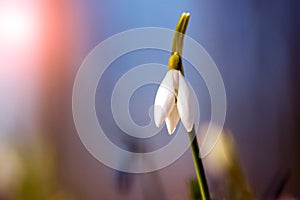 Snowdrop in spring forest during sunrise on blurred background close up