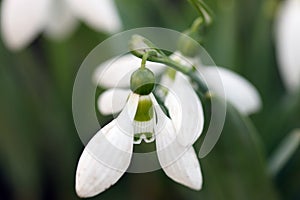 Snowdrop spring season