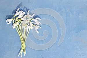 Snowdrop - spring white flower on blue wooden background with place for text