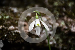 Snowdrop two and