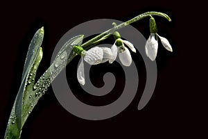 Snowdrop with water droplets on it