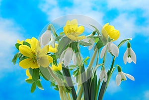 Snowdrop and winter aconite