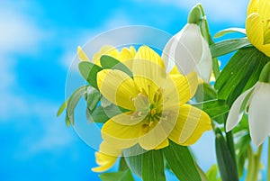 Snowdrop and winter aconite