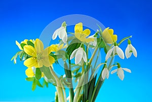 Snowdrop and winter aconite